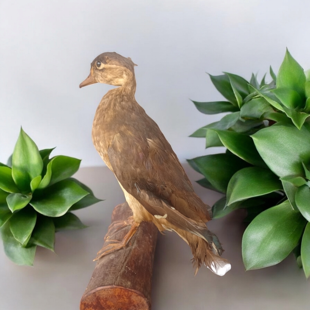 Vintage Duck Taxidermy Mount